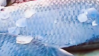 Fish | fifa | mashallah