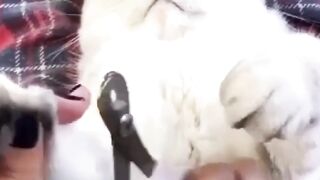 funny cat dog videos - Compilation