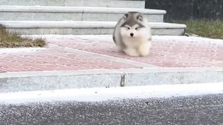 funny cat dog videos - Compilation 1