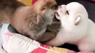 funny cat dog videos - Compilation 2