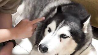 please help me ????dogs are hard to manage