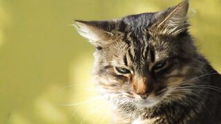 beautiful cat