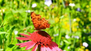beautiful butterflies and flowers
