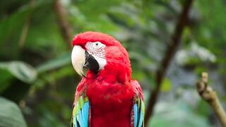 Beautiful Cute Animal Amazing Video 2023.