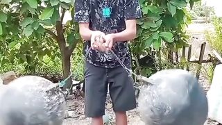 Viral Tek Tek on tiktok