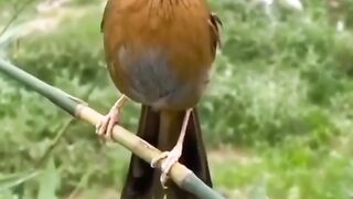 Amazing lil
