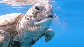 Crazy Giant Turtle