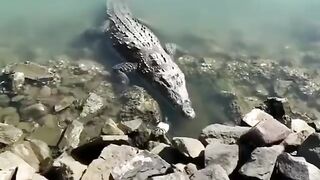 Crazy Crocodile Attack
