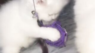 Cute cat baby'