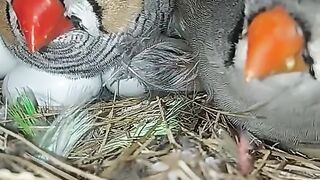 Cute birds