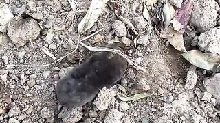 Amazing animal