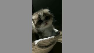 kitte cat