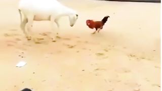 The rooster ????challenges the ram????????????