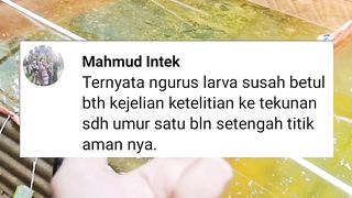 Pembenihan ikan lele itu tidak semudah membalikkan telapak tangan, perlu waktu untuk mempelajarinya