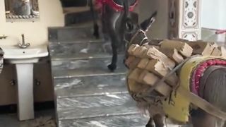 Continuous laughter: A donkey explores the building and climbs to the third floor