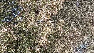 Nature's Beauty |Autumn