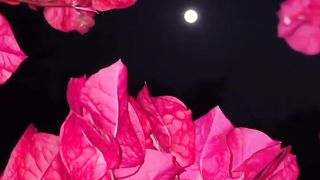 Pink Flowers Filling the Positivity in Air