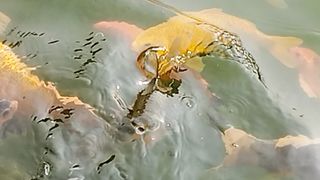 রঙিন মাছ