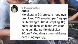 Cara hitung bibit lele ukuran 2-3 yang mudah bagaimana kang❓
