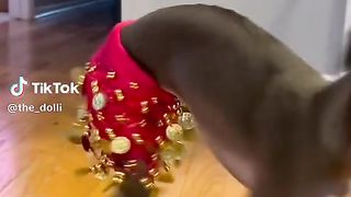 Indian dog