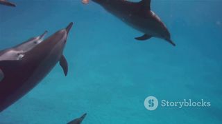 Baby Dolphin