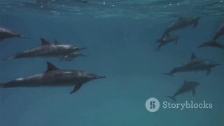baby dolphin's voice