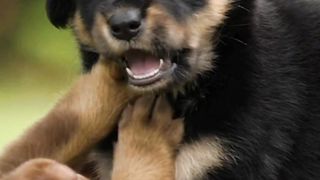 #My love dogs#lovely baby