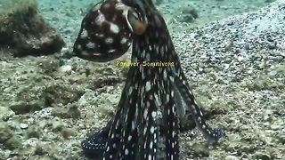The octopus will die after guarding its eggs