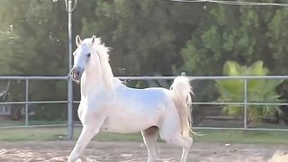 اجمل انواع الخيول.