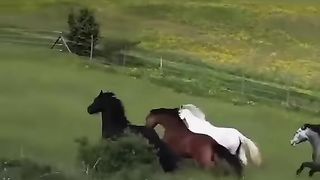 اجمل اغانى تركى