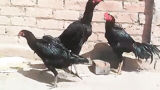 Four of them