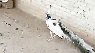 White green peacock Liv