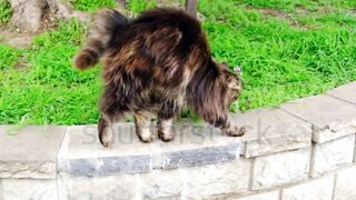 This cat makes a strange movement