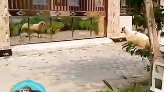 My video