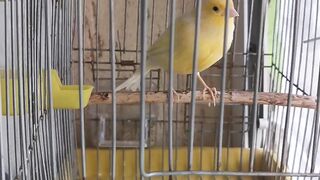 طائر الكناري ????