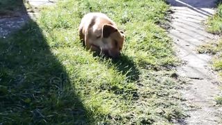 The dog eats something strange