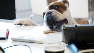 Look at this stupid dog, what is he doing?