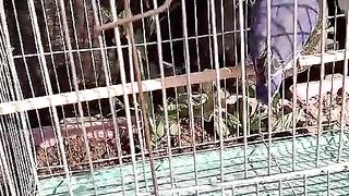 The picture of a parrot