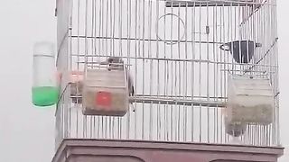 The single parrot