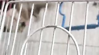 Parrot is hi