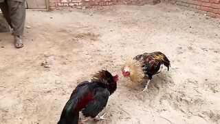 It is big sin ll animals are innocent ll zulum na karo