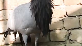 Koonj ki dunya