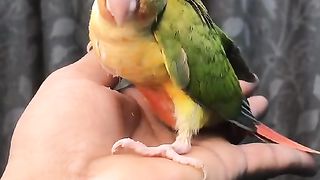 Parrot kis kis ko pasand hy
