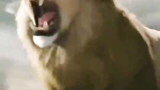 Funny Lion video