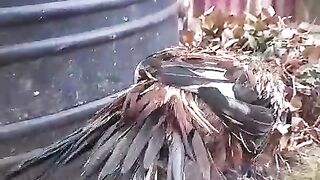 Parrot beak ll drum