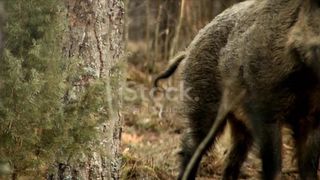 The most dangerous wild pigs