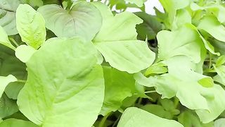 Berkebun di lahan sempit dan terbatas, cukup pakai pupuk dari id udah bisa panen-panen setiap har