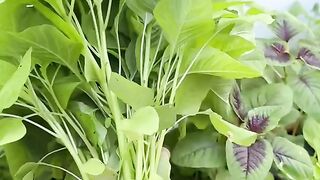 Berkebun di teras rumah, Alhamdulillah cukup untuk memenuhi kebutuhan sayur2an sehari-hari