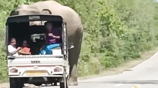 Don't stop the vehicle in front of an elephant | Motiv210 |