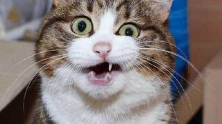 Funniest Animals ???????? New Funny Cats and Dogs Videos ???????? Part 1